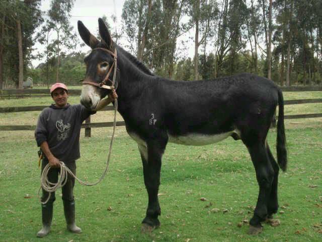 Draft mules- the cross breeding of draft horses and donkeys. Not only are they tall and stocky